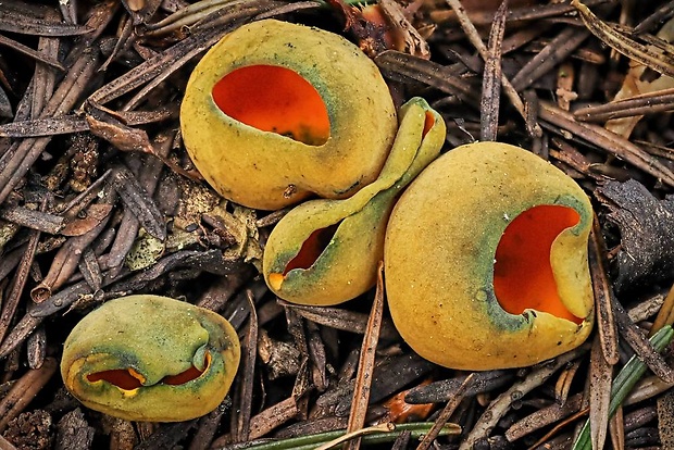 pohárovka ohnivá Caloscypha fulgens (Pers.) Boud.