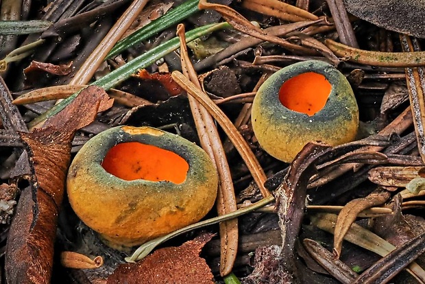 pohárovka ohnivá Caloscypha fulgens (Pers.) Boud.