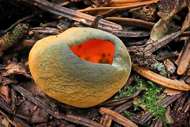 pohárovka ohnivá Caloscypha fulgens (Pers.) Boud.