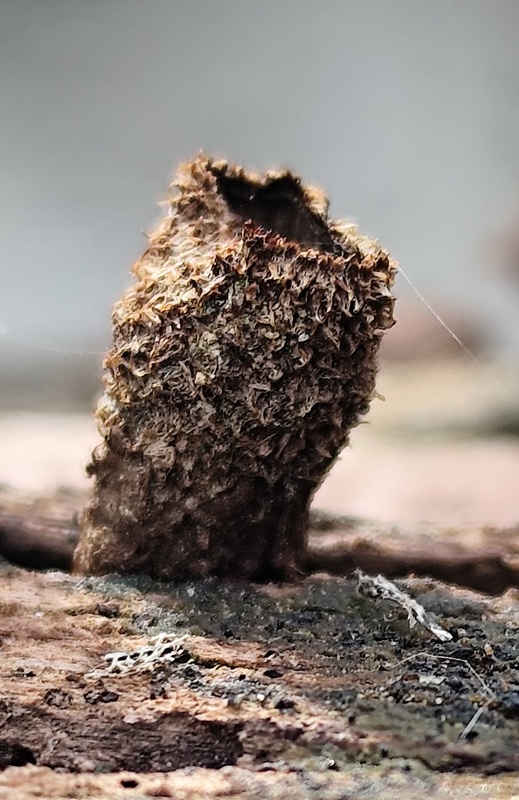 čiaškovec pásikavý Cyathus striatus (Huds.) Willd.