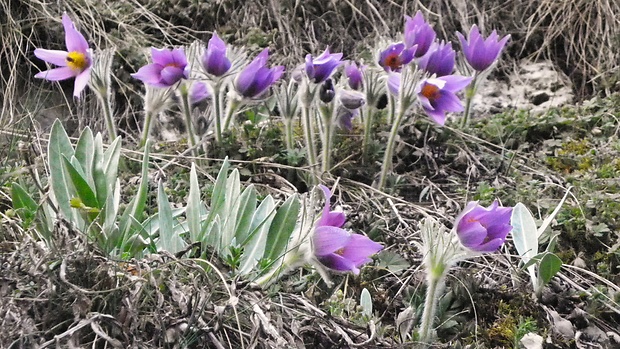 poniklec slovenský Pulsatilla slavica Reuss