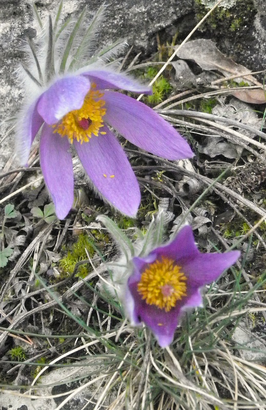 poniklec slovenský Pulsatilla slavica Reuss