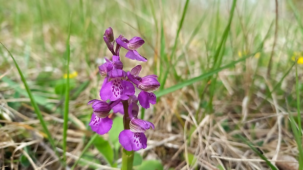 červenohlav obyčajný Anacamptis morio (L.) R. M. Bateman, A. M. Pringeon & M. W. Chase