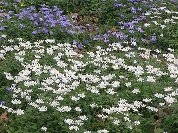 veternica vznešená Anemone blanda Schott et Kotschy