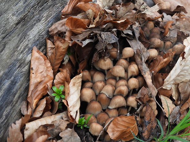 hnojník Coprinus sp.