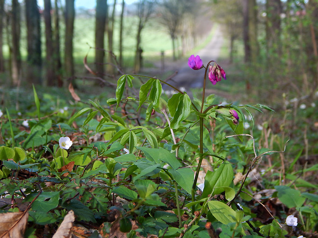 hrachor jarný Lathyrus vernus (L.) Bernh.