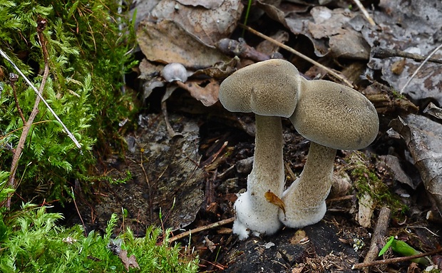 trúdnik plástovitý Lentinus arcularius (Batsch) Zmitr.