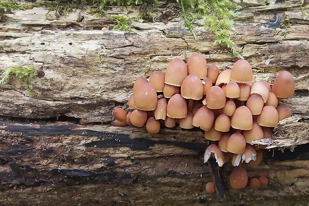 prilbička žltohlúbiková Mycena renati Quél.