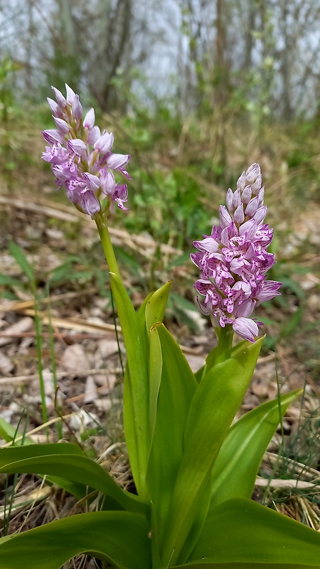 vstavač vojenský Orchis militaris L.