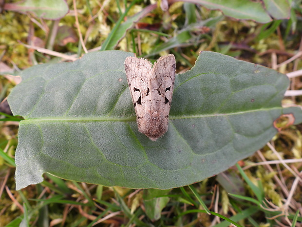 mora ovocná Orthosia gothica