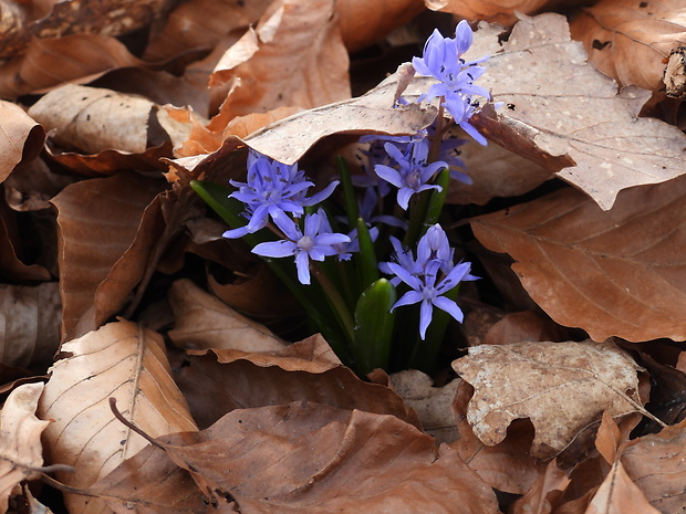 scila severná Scilla drunensis  (Speta) Speta