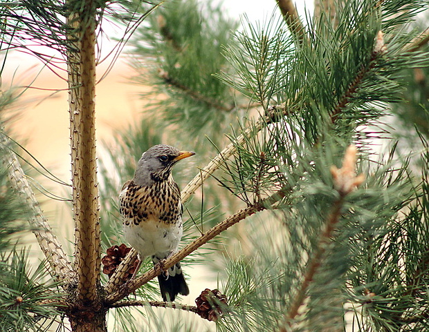 drozd čvíkota Turdus pilaris