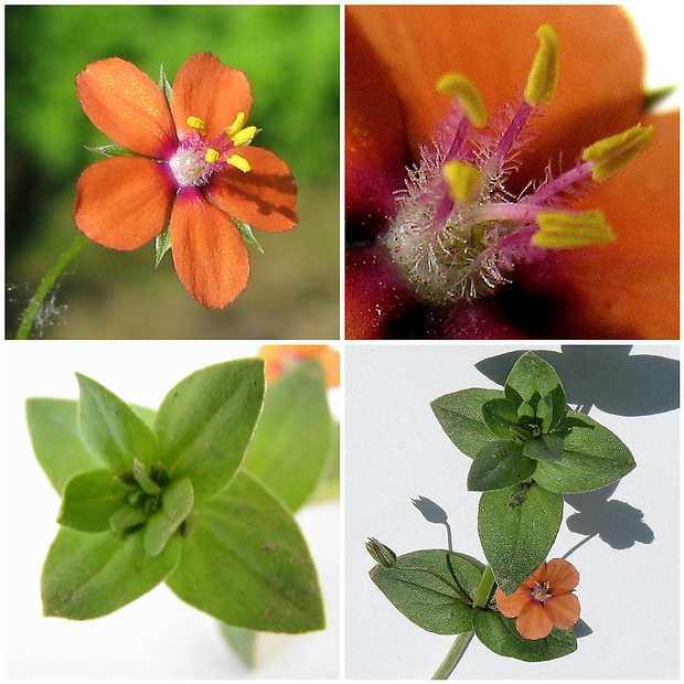 drchnička roľná Anagallis arvensis L.