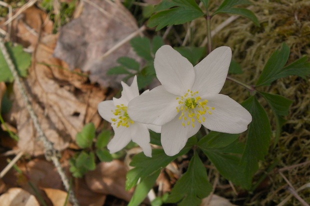 veternica hájna Anemone nemorosa L.