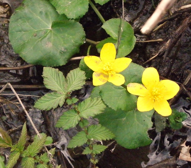 záružlie močiarne Caltha palustris L.