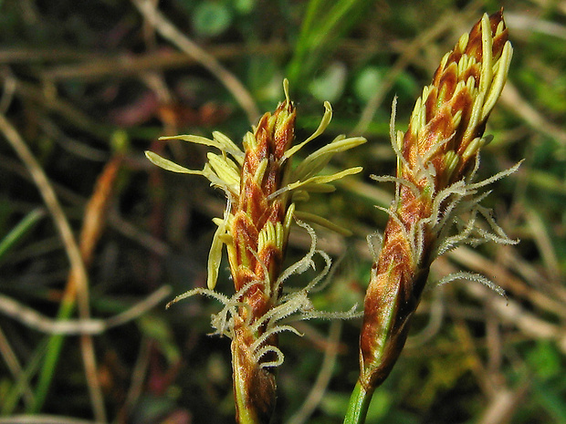 ostrica Carex obtusata  Lilj.
