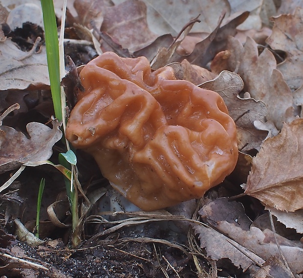 ušiak obrovský Gyromitra gigas (Krombh.) Cooke