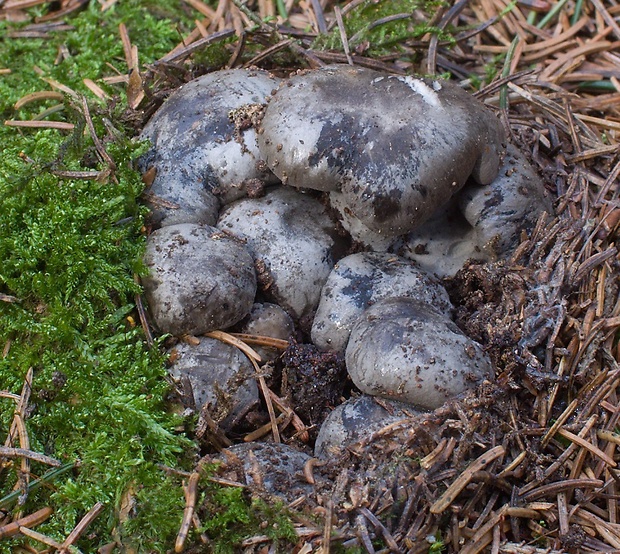 šťavnačka marcová Hygrophorus marzuolus (Fr.) Bres.