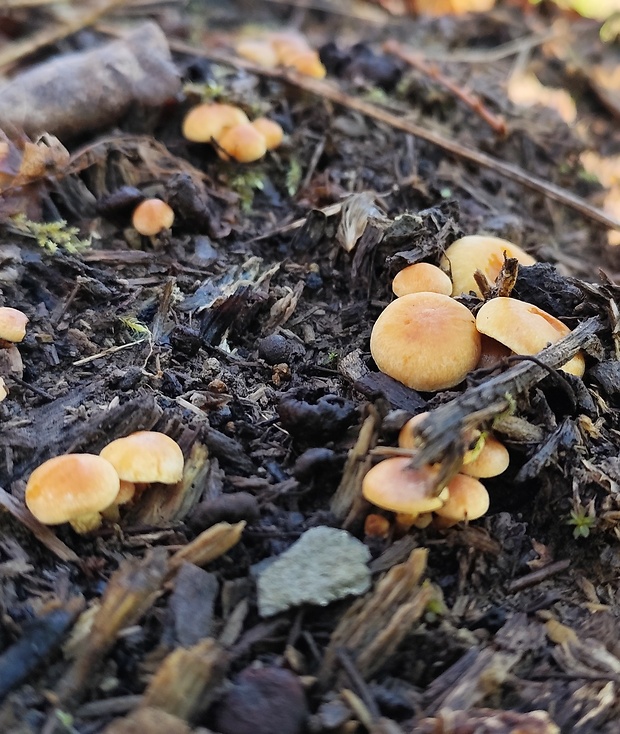 strapcovka zväzkovitá Hypholoma fasciculare (Huds.) P. Kumm.