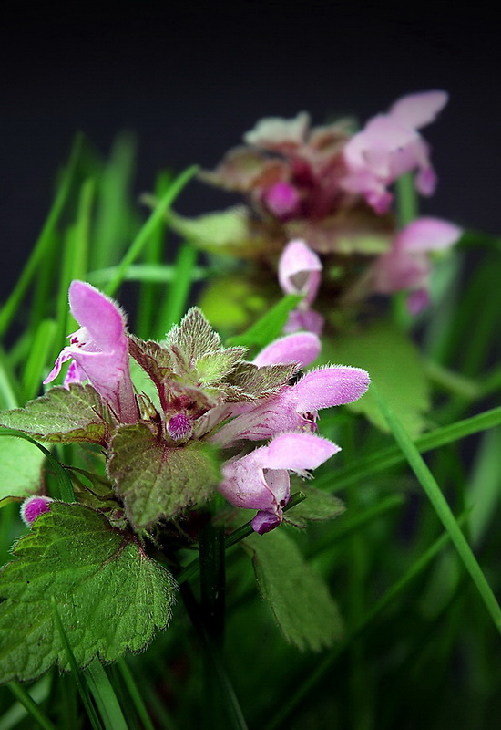 hluchavka škvrnitá Lamium maculatum L.