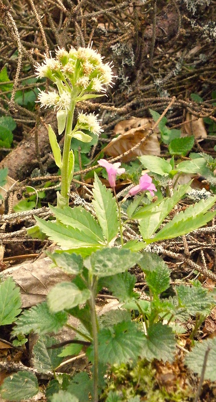 deväťsil biely Petasites albus (L.) P. Gaertn.