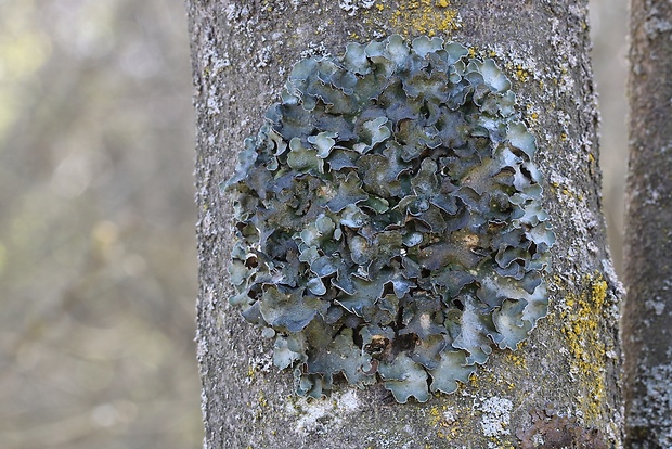 diskovka čiaškovitá Pleurosticta acetabulum (Neck.) Elix & Lumbsch