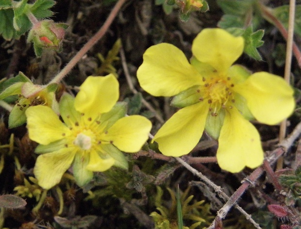 nátržník piesočný Potentilla arenaria Borkh.