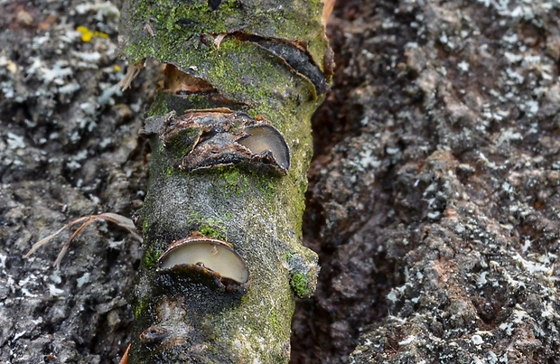 kolpóma dubová Colpoma quercinum (Pers.) Wallr.