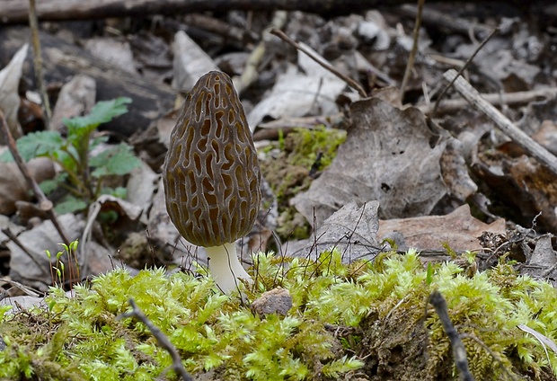 smrčok kužeľovitý Morchella conica Pers.