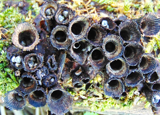 čiaškovec pásikavý Cyathus striatus (Huds.) Willd.