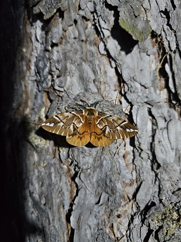 strakáč brezový Endromis versicolora