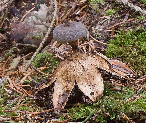 hviezdovka dlhokrčková Geastrum pectinatum Pers.