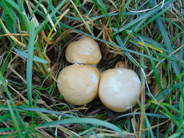 čírovnica májová Calocybe gambosa (Fr.) Donk