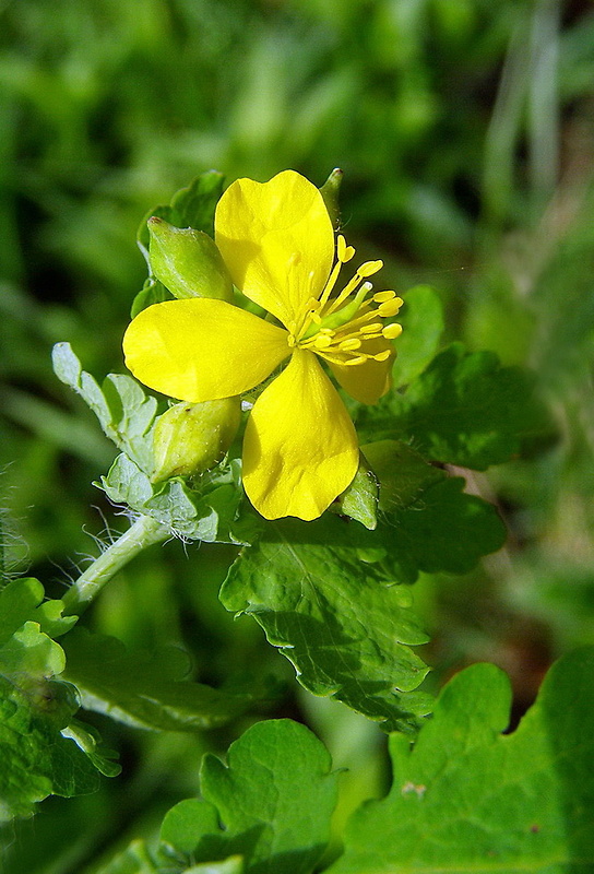 lastovičník väčší Chelidonium majus L.