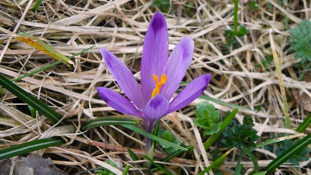 šafran spišský Crocus discolor G. Reuss