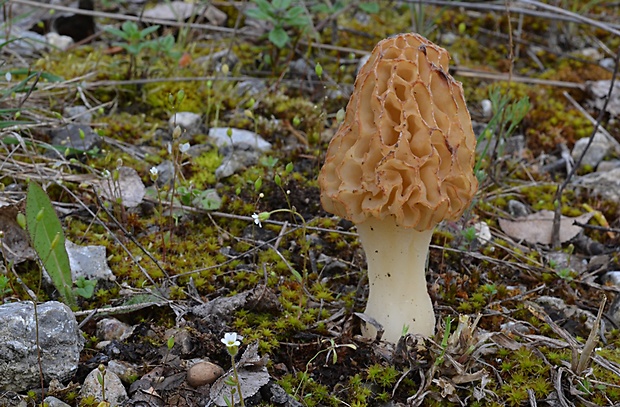 smrčok jedlý Morchella esculenta (L.) Pers.