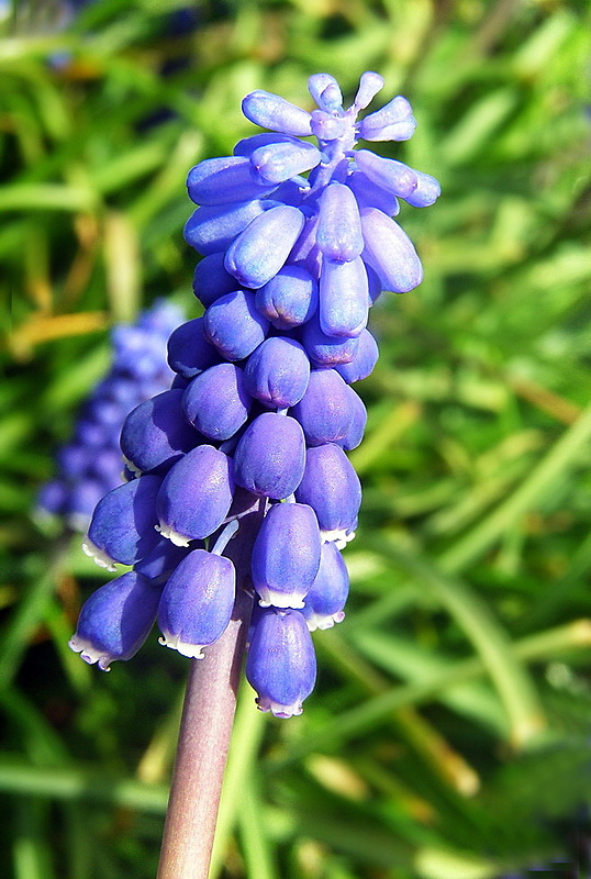 modrica strapcovitá Muscari atlanticum Boiss. et Reut.