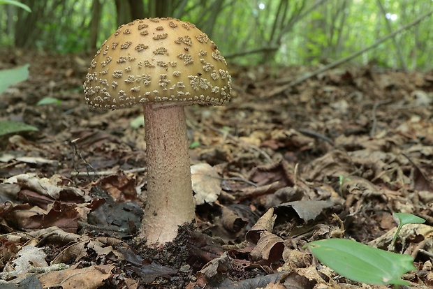 muchotrávka červenkastá Amanita rubescens Pers.