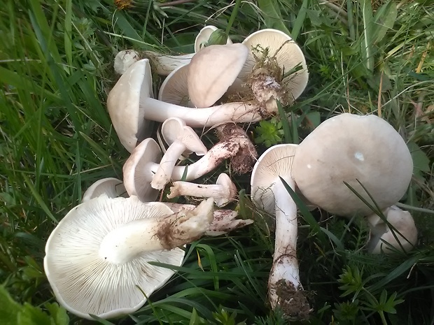 čírovnica májová Calocybe gambosa (Fr.) Donk