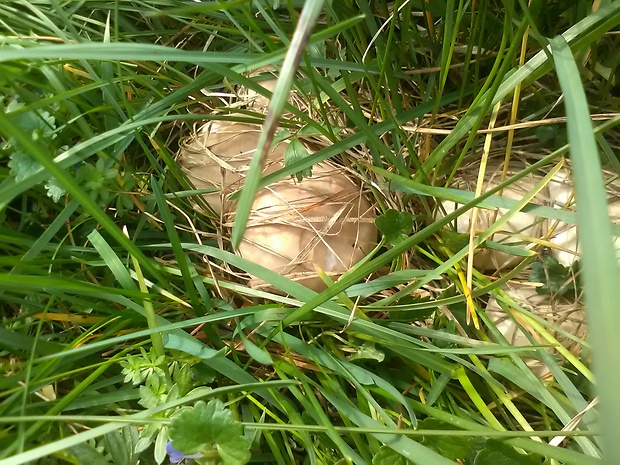 čírovnica májová Calocybe gambosa (Fr.) Donk