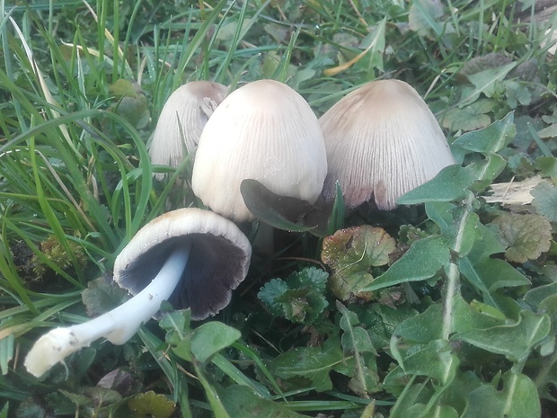 hnojník ligotavý Coprinellus micaceus (Bull.) Vilgalys, Hopple & Jacq. Johnson