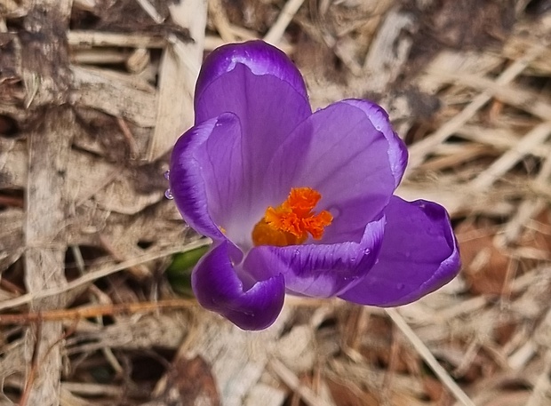 šafran karpatský Crocus heuffelianus Herb.