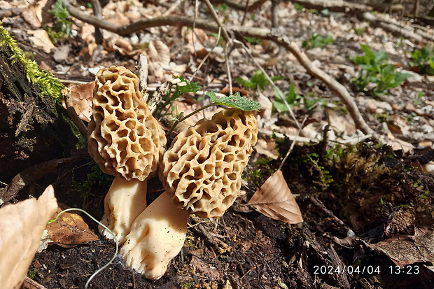 smrčok jedlý Morchella esculenta (L.) Pers.