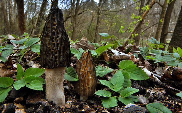 smrčok Morchella sp.