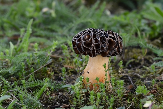 smrčok Morchella sp.