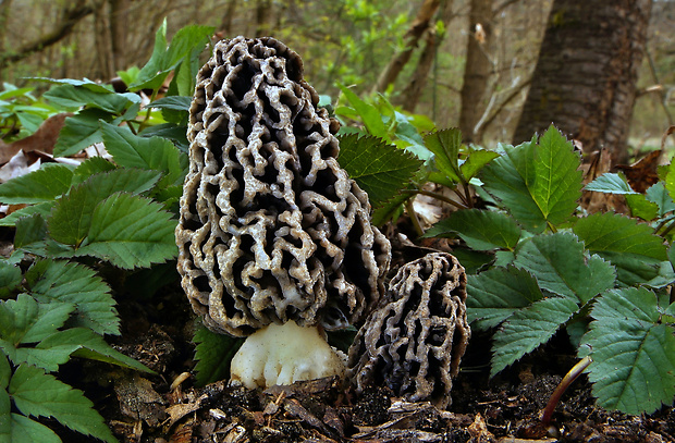 smrčok obyčajný Morchella vulgaris (Pers.) Gray