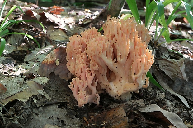 strapačka lososovoružová Ramaria subbotrytis (Coker) Corner