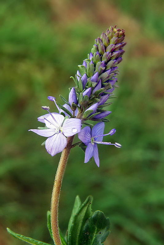 veronika rozprestretá Veronica prostrata L.