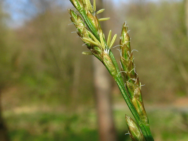 ostrica predĺžená Carex elongata L.