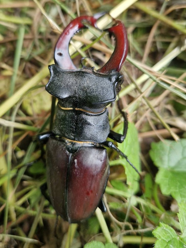 roháč obyčajný Lucanus cervus